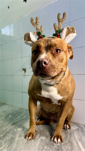 È tempo di magia, coccole e soprattutto di Amore per i nostri Amici a 4 zampe 🐾🎄❤️ In toelettatura l’atmosfera natalizia è già nell’aria… tra profumi, fiocchi e tanti sguardi dolci. Grazie di cuore per farci parte della vostra famiglia, giorno dopo giorno. Da Dora, con amore ❤️ ✨ Restate con noi… il Natale è appena iniziato ✨ • • • • • #toelettaturadadora #santantimo #toelettaturacani #santantimo #napoli #napolipet #campaniapets #toelettatura #petcareitalia #doggroomingitalia #dogsofnaples #ca