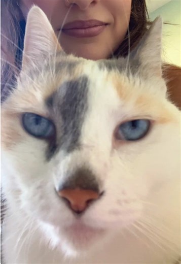 Adorable Cat Playing with Pig