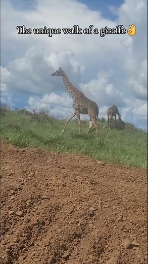The Unique Walk of a Giraffe | Nature’s Grace in Motion