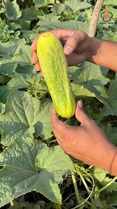 5.4M views · 101K reactions | मेरे गाँव में लगी हुई सब्ज़िया 殺घीया ,खीरा ,कद्दू ,मिर्च ,भिंडी ,तोरी  | Spicy India | Facebook