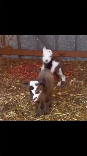 🐐 Happy Baby Goat Dancing and Jumping Around | Cute Goat Kid Playing