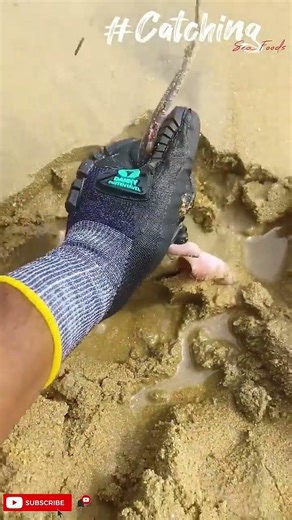 STRANDED ON SAND! 🌊😱 | Giant Stingray Rescue Mission | Ocean Predators | Catching SeaFoods