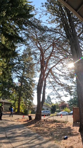 Affordable, expert tree services. 望 Get a free quote today!  #treeremovalexperts #treeremoval #treework #trees #treecutting #tree #treeservice | TreeRemval & Services | Facebook