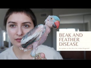Psittacine Beak and Feather Disease | Indian Ring Neck Parakeet