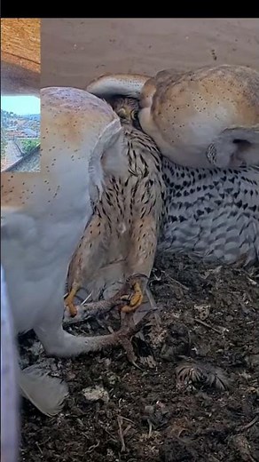 Craziest owl vs. falcon fight ever