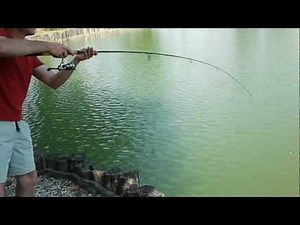 Zandofish in azione con un pesce gatto di 18 kg