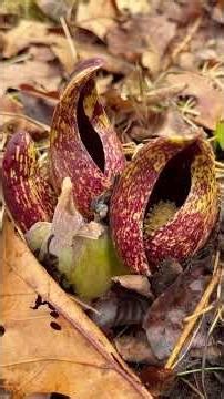 Skunk Cabagge with Jeff Hoagland - Harbingers of Spring