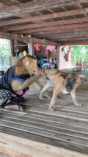 Lovely animal SokYaa, OG, Pao Mom Are Famous Around The World #shorts #anime #trend #edit | Funny Monkey