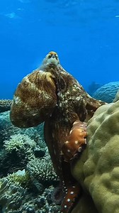 6.7K views · 106 reactions | Spotted on a recent guided snorkelling...