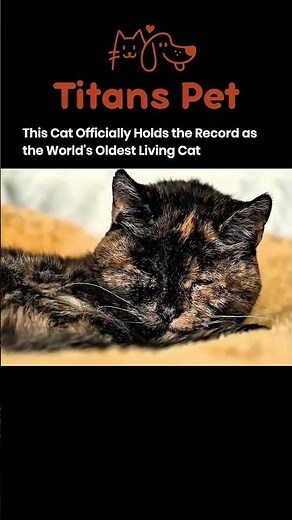 🐱 World’s Oldest Living Cat! Meet Flossie, 31 Years Old 😲 | Guinness World Record