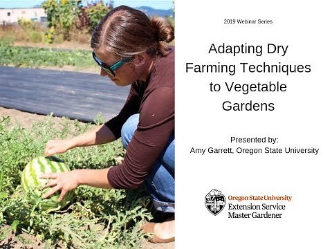 Adapting Dry Farming Techniques to Vegetable Gardens