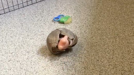 Armadillo plays with toy and it's awkwardly adorable
