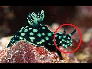 14 STRANGEST Snails In the WORLD