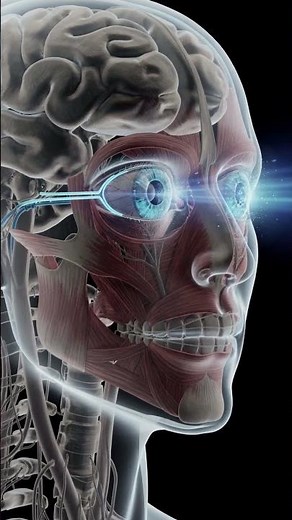 How Your Body Knows When to Sleep: The Science of Circadian Rhythm