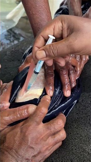 Inside a Fish Hatchery: How Big Fish Are Injected for Breeding! 🐟💉