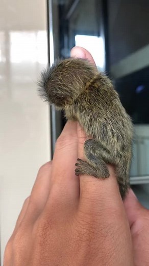 Exploring the World of Capuchin Monkeys