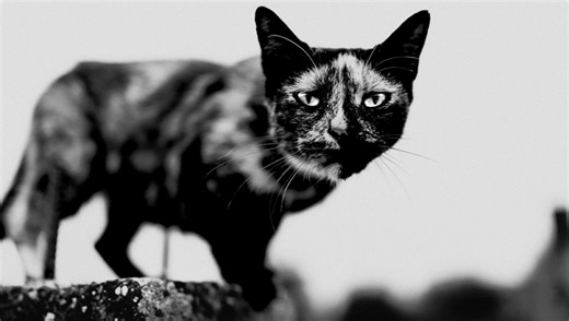 The Hidden Advantages of More Megapixels | Fstoppers