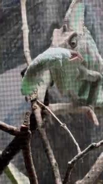 Feeding Time For Al