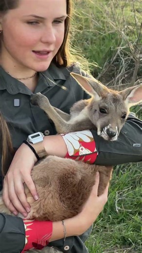 As marsupials baby kangaroos live tightly inside their mamas pouch! 🥰🦘