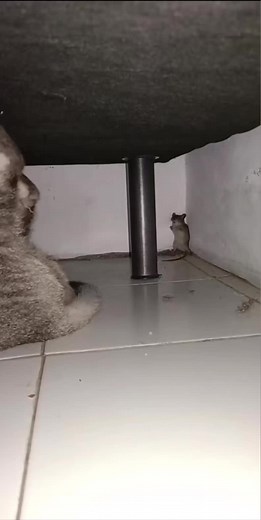 Scared Cat and Mouse Memes: A Hilarious Compilation