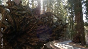 Roots of fallen sequoia, giant redwood tree trunk in forest. Uprooted large coniferous pine lies in national park of Northern California, USA. Environmental conservation and tourism. Old-growth woods.