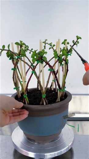 5 minutes make growth succulent using bamboo Decorative #shortvideo #bonsai #succulent #gardening