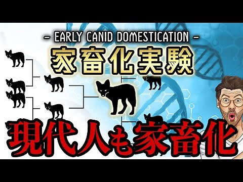 進化を短縮再現した「家畜化実験」…見えてきた人間自身の家畜化