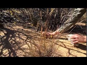 spinifex hopping mouse jumps SO HIGH