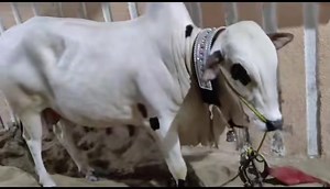 9.9K views · 95 reactions | 313 Khalil Agri Farms 〽️ Customer Reviews From Karachi  Alhamdullilah ✅ ….. Book Your Animal Now To get Next Delivery In 4 - 5 Days …. Next Delivery Date 10th june 2023 For Karachi …. Contact For Booking : 03061110515 | Cow Mandi ( Bakra Eid in pakistan ) | Facebook