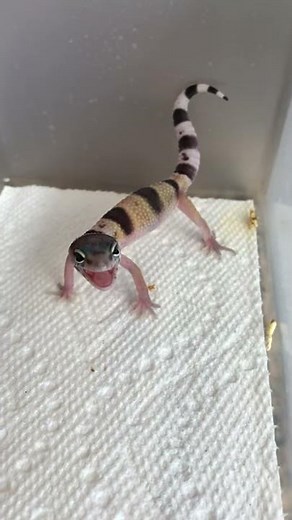 The Scream (Sound On) #shorts