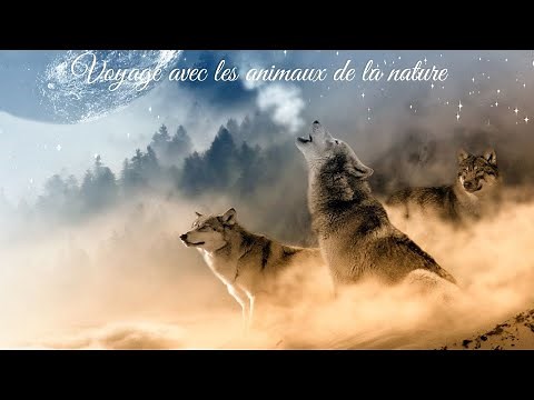 VOYAGE AVEC LES ANIMAUX DE LA NATURE MUSIQUE DE RELAXATION