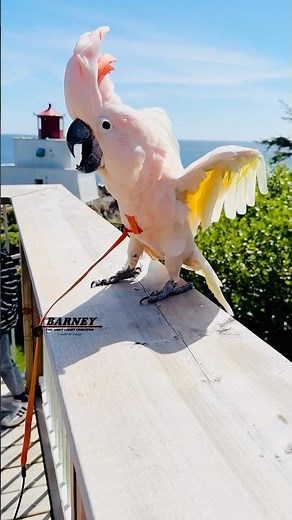 Performing for some kids 💙 #barneythewestcoastcockatoo #cockatoo