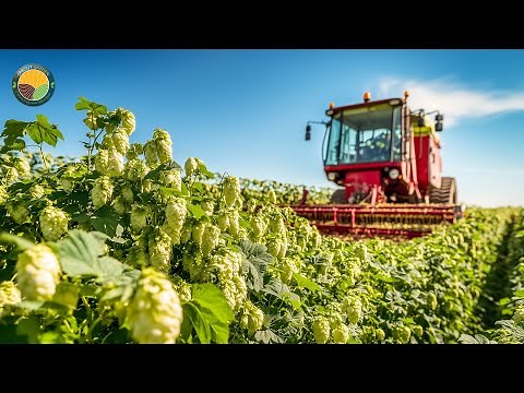 How Farmers Harvest 104 Million Pounds of Hops by Machine to Produce Beer | Farming Documentary