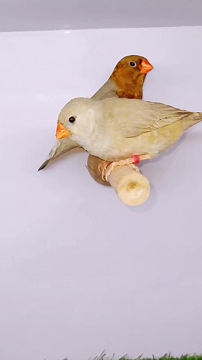 "🐦 Watch this adorable zebra finch showing off her playful side! 🤗 This little birdie knows how to keep herself clean and comfy. 🛁🎶 #ZebraFinch #BirdLife #CutePets" #fbreels #pet #birds #cute | Parrot finches world