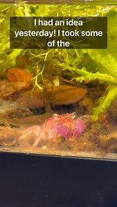 I had An Idea!!! #fyp #terrarium #bioactive #tortoise #pet #paludarium #animal #animals #pets #exoticpet #foodchain #indoorecosystem #bioactiveterrarium #simulation #simulatinganecosystem #natureindoors #feedingpets | Alternateaquatics