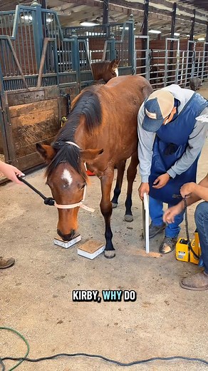 Weanling X-ray Day🐴🩻 | Katie Van Slyke