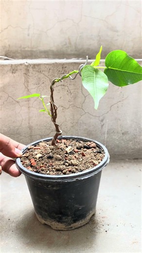 How to Wire a Peepal Bonsai (Ficus religiosa) | Beginner Guide