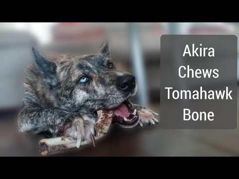 Dog ASMR | Akira Chewing Tomahawk Bone |