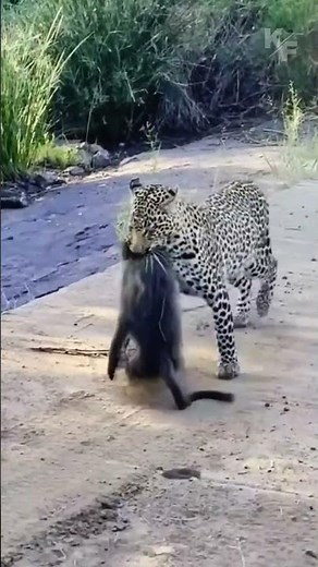 Swift and Deadly: Leopard Strikes a Baboon