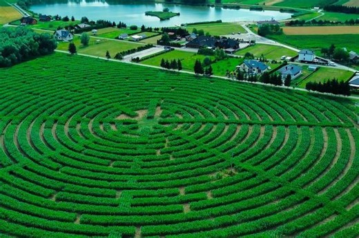 Ogromny labirynt w polu kukurydzy. To niesamowita atrakcja na Podkarpaciu!