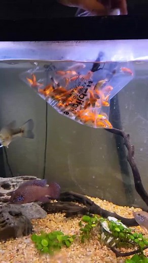 Live Fish Feeding for Bass in Aquarium - Jewel Pet Aquatic Experience