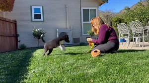 Play time with Holly (Pixi x Spud). She has lots of toy drive and is an active pup. She’s 9 1/2 weeks old. | Contact Point Border Collies