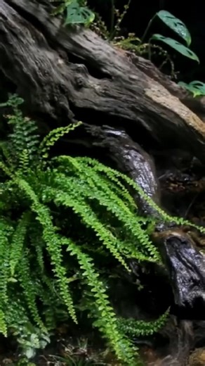 AntsCanada | After months of slumber, the rains returned—and with them, an underground world of giant beetle grubs, slimy worms, and unexpected life.... | Instagram