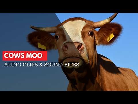 Cows Moo Sound Effect | Animal Audio Clips & Sound Bites | Clean Sound Clips