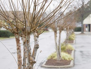 Don't murder the crape myrtles when pruning