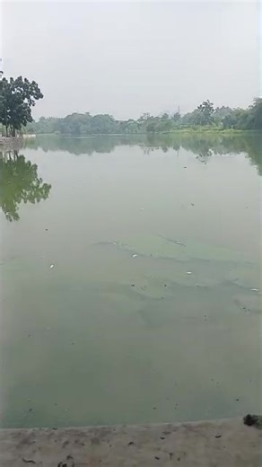 SITU RAWA BINONG TERCEMAR IKAN DI DANAU PADA MATI Situ Rawa Binong, sebuah surga wisata alam di tengah kota Cikarang, Jawa Barat, Indonesia. Dengan luas mencapai 95.000 meter persegi, Situ Rawa Binong menjadi destinasi yang luas dan menawarkan berbagai kegiatan untuk masyarakat setempat dan pengunjung. Terletak di Cikarang, Kabupaten Bekasi, Jawa Barat, Situ Rawa Binong menawarkan akses mudah bagi warga sekitar dan para wisatawan. Lokasinya yang strategis membuatnya menjadi destinasi favorit unt