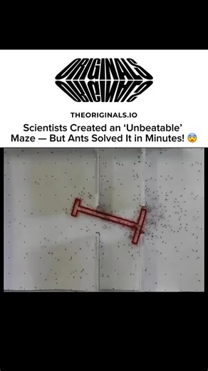 Great minds🧠 on Instagram: "Scientists recently set out to create an “unbeatable” maze for an experiment, designed to test problem-solving and navigation skills in insects. The maze was complex, with multiple dead-ends, twists, and turns — a challenge even humans would find tricky. But the results were nothing short of astonishing: ants solved the maze in just minutes. This experiment highlights the incredible intelligence, memory, and teamwork of ants. Despite their tiny size, ants are capable