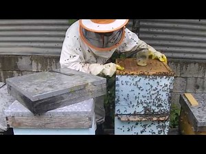 Queen rearing - Cloake board IV