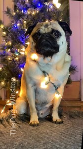 45K views · 2.5K reactions | Fine pug gets tangled in Christmas lights #pug #christmas #greatphotography | Winston The Pug | Facebook
