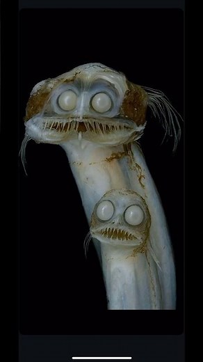 Telescope Fish: The Shiny Hunter That Eats Prey Bigger Than Itself